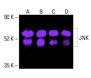 JNK Antibody (D-2) - Western Blotting - Image 415758
