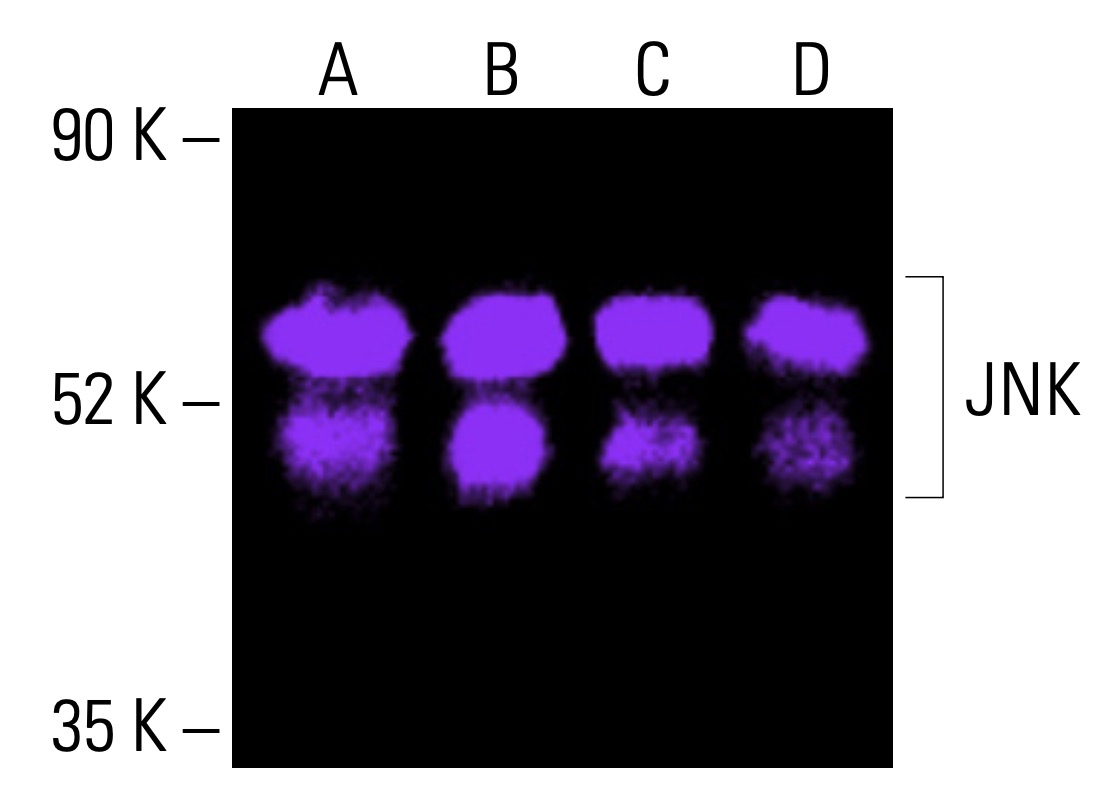 JNK抗体(D-2) | SCBT - Santa Cruz Biotechnology