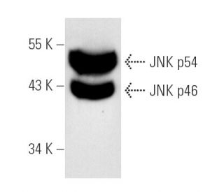 western blotting image from recommended JNK (D-2) monoclonal antibody replacement. Image 1794
