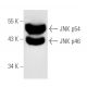 western blotting image from recommended JNK (D-2) monoclonal antibody replacement. Image 1794