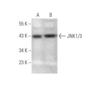 western blotting image from recommended JNK1/3 (F-5) monoclonal antibody replacement. Image 349915