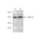 western blotting image from recommended JNK1/3 (F-5) monoclonal antibody replacement. Image 349915