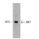 JNK1 Antibody (37) - Western Blotting - Image 127506 
