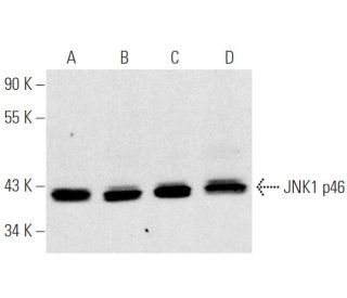 western blotting image from recommended JNK1 (F-3) monoclonal antibody replacement. Image 1789