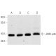western blotting image from recommended JNK1 (F-3) monoclonal antibody replacement. Image 1789