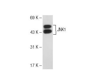 JNK1 Antibody (D-6) - Western Blotting - Image 54898