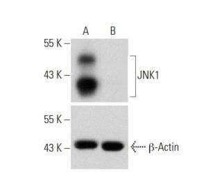 JNK1 HDR Plasmid (h): sc-400048-HDR. Western blot analysis of JNK1 expression in non-transfected control (A) and puromycin