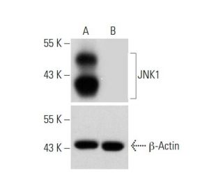 JNK1 HDR Plasmid (h): sc-400048-HDR. Western blot analysis of JNK1 expression in non-transfected control (A) and puromycin 
