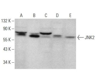 western blotting image from recommended JNK2 (A-7) monoclonal antibody replacement. Image 377560