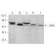 western blotting image from recommended JNK2 (A-7) monoclonal antibody replacement. Image 377560