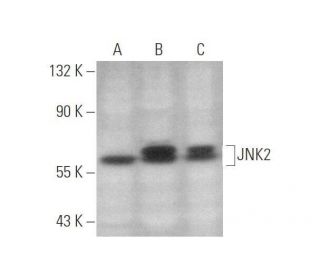 JNK2 Antibody (A-7) - Western Blotting - Image 349908