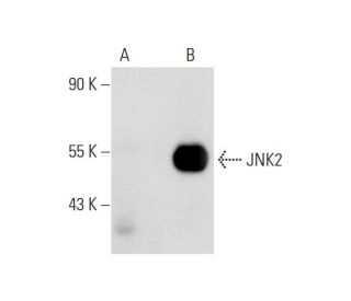 JNK2 Antibody (A-7) - Western Blotting - Image 130353Each CRISPR/Cas9 Knockout (KO) Plasmid product consists of a pool of 3 plasmids designed to ensure identification and cleavage of a specific gene for maximum knockout efficiency. Each plasmid encodes a unique 20 nt sequence derived from the GeCKO (v2) library. 