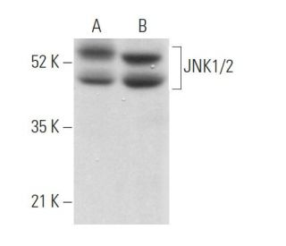 JNK1/2 Antibody (E-5) - Western Blotting - Image 373049