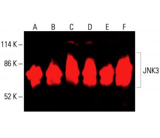 JNK3 Antibody (10E4A4) - Western Blotting - Image 416216 