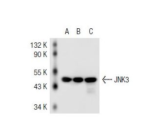 JNK3 Antibody (4G6) - Western Blotting - Image 43279 