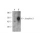 Josephin-3 Antibody (C-3) - Western Blotting - Image 344312