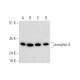Josephin-3 Antibody (G-12) - Western Blotting - Image 332821 