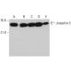 Josephin-3 Antibody (G-12) - Western Blotting - Image 376137 