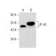 JP-45 Antibody (C-4) - Western Blotting - Image 283422 