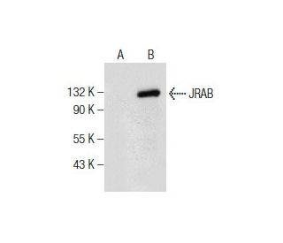 JRAB Antibody (G-10) - Western Blotting - Image 159329 