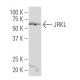 JRKL Antibody (73-Q) - Western Blotting - Image 34337