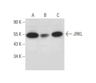 JRKL Antibody (B-4) - Western Blotting - Image 326555