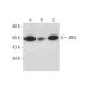 JRKL Antibody (B-4) - Western Blotting - Image 326555