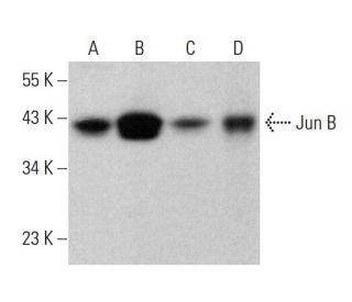 western blotting image from recommended JunB (C-11) monoclonal antibody replacement. Image 377618