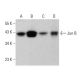 western blotting image from recommended JunB (C-11) monoclonal antibody replacement. Image 377618