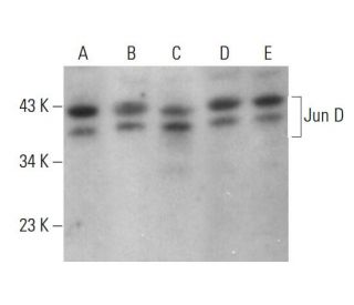 western blotting image from recommended JunD (D-9) monoclonal antibody replacement. Image 377621