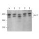 western blotting image from recommended JunD (D-9) monoclonal antibody replacement. Image 377621
