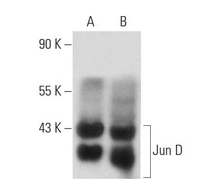 JunD Antibody (D-9) | SCBT - Santa Cruz Biotechnology
