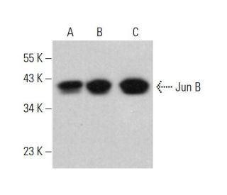 JunB Antibody (G-9) - Western Blotting - Image 380602