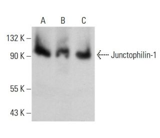 Junctophilin-1 Antibody (2E6) - Western Blotting - Image 384231 