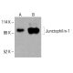 Junctophilin-1 Antibody (2E6) - Western Blotting - Image 416132 