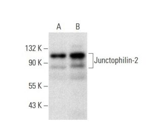 Junctophilin-2 Antibody (A-1) - Western Blotting - Image 303785 