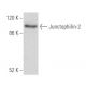 Junctophilin-2 Antibody (A-1) - Western Blotting - Image 355773
