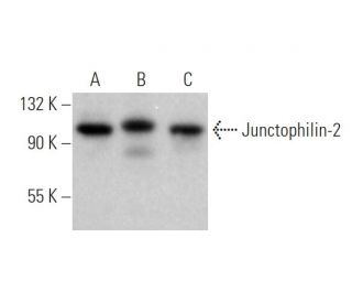 Junctophilin-2 Antibody (B-6) - Western Blotting - Image 374868 