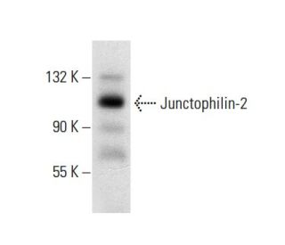 Junctophilin-2 Antibody (D-11) - Western Blotting - Image 304506