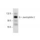 Junctophilin-2 Antibody (D-11) - Western Blotting - Image 304506