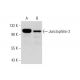 western blotting image from recommended Junctophilin-2 (H-3) monoclonal antibody replacement. Image 296010