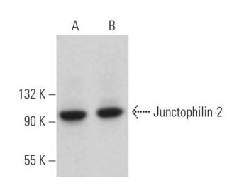 Junctophilin-2 Antibody (B-6) - Western Blotting - Image 374909