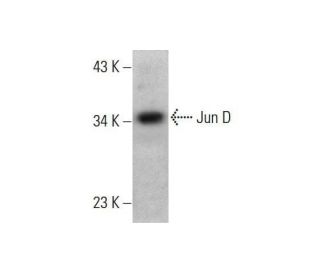 JunD Antibody (D-9) - Western Blotting - Image 352000