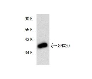 SNX20 Antibody (E-11) - Western Blotting - Image 287605 