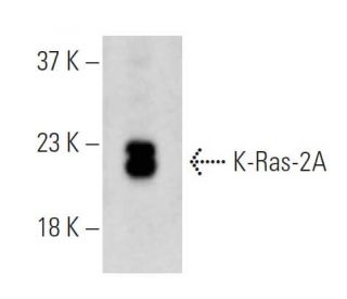 western blotting image from recommended KRAS (B-12) monoclonal antibody replacement. Image 396548