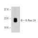 western blotting image from recommended KRAS (B-12) monoclonal antibody replacement. Image 396548