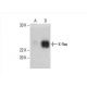 KRAS Antibody (3B10-2F2) - Western Blotting - Image 393014
