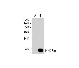 K-Ras (F234): sc-30. Western blot analysis of K-Ras expression in... 
