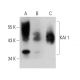 western blotting image from recommended KAI 1 (G-10) monoclonal antibody replacement. Image 384669