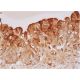 Kaiso Antibody (6F8) - Immunohistochemistry - Image 289200